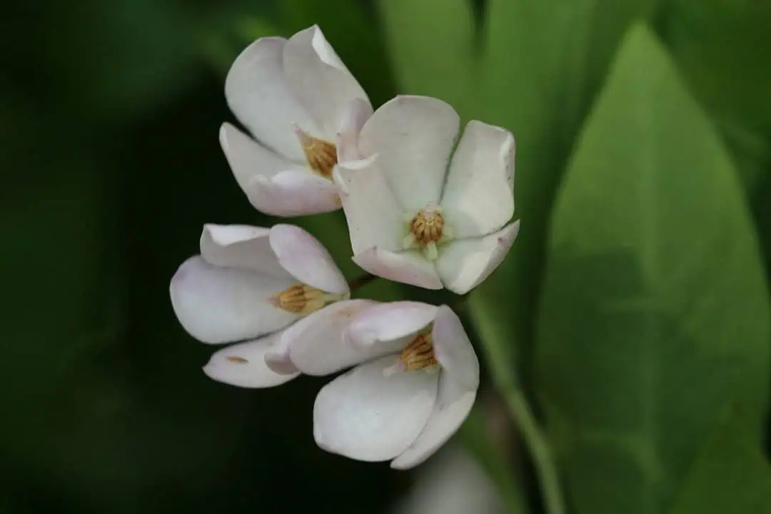 Элегантные цветы белой сирени на зеленом фоне сада и огорода. Крупный план, идеальный для сайта о даче, цветах и садоводстве. Великолепный образ для раздела о декоративных растениях.