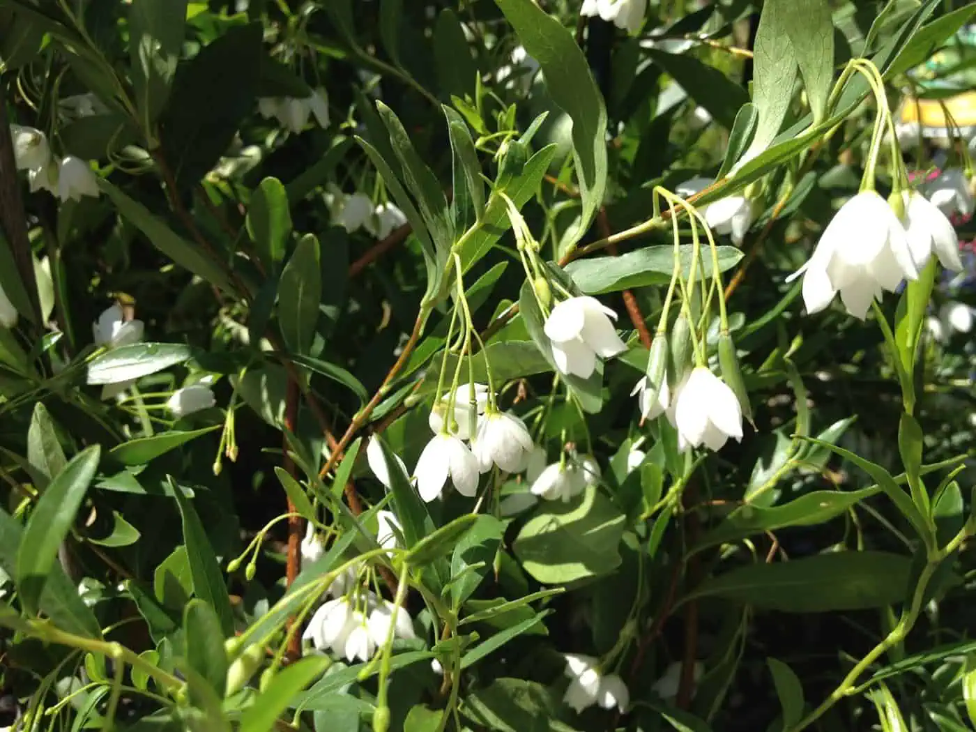Соллия разнолистная (sollya heterophylla) белая российский сад, декоративные растения, кустарники, цветущие растения, садовая клумба, уличная зелень, природный ландшафт, растительность, весенний сад, сад на даче.