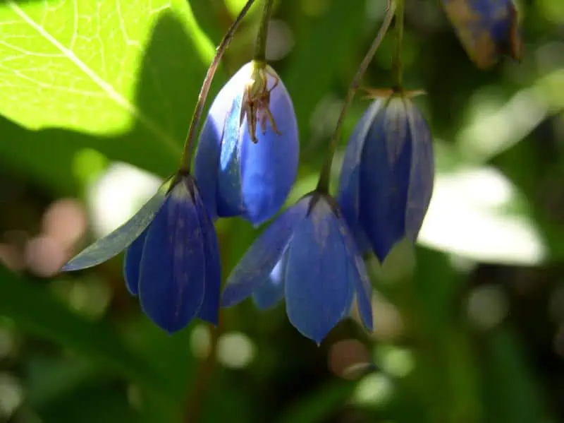 Соллия разнолистная (sollya heterophylla) синяя декоративная ягода на садовом участке, сад и огород, цветы и растения, природное украшение, садовая флора, об aroma garden, Dacha Today.