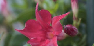 Mandevilla