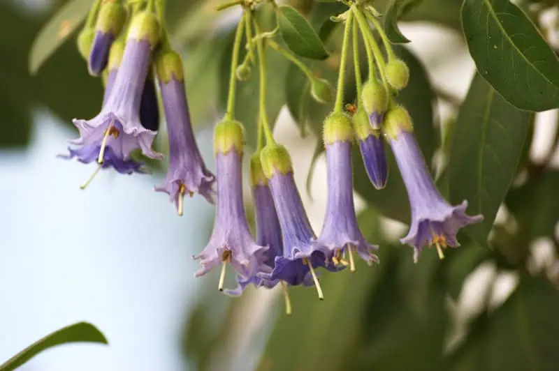 Колокольчики Иохрома (Iochroma coccineum) Эдельвейс, цветущий на даче, украшает садовые уголки своими яркими цветами. Идеальный выбор для создания уютной и природной атмосферы на участке.