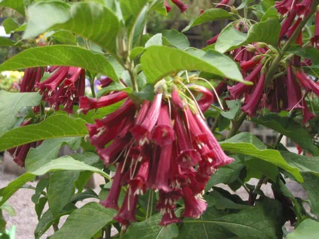 Колокольчики Иохрома (Iochroma cyaneum) Колокольчики Иохрома (Iochroma cyaneum)