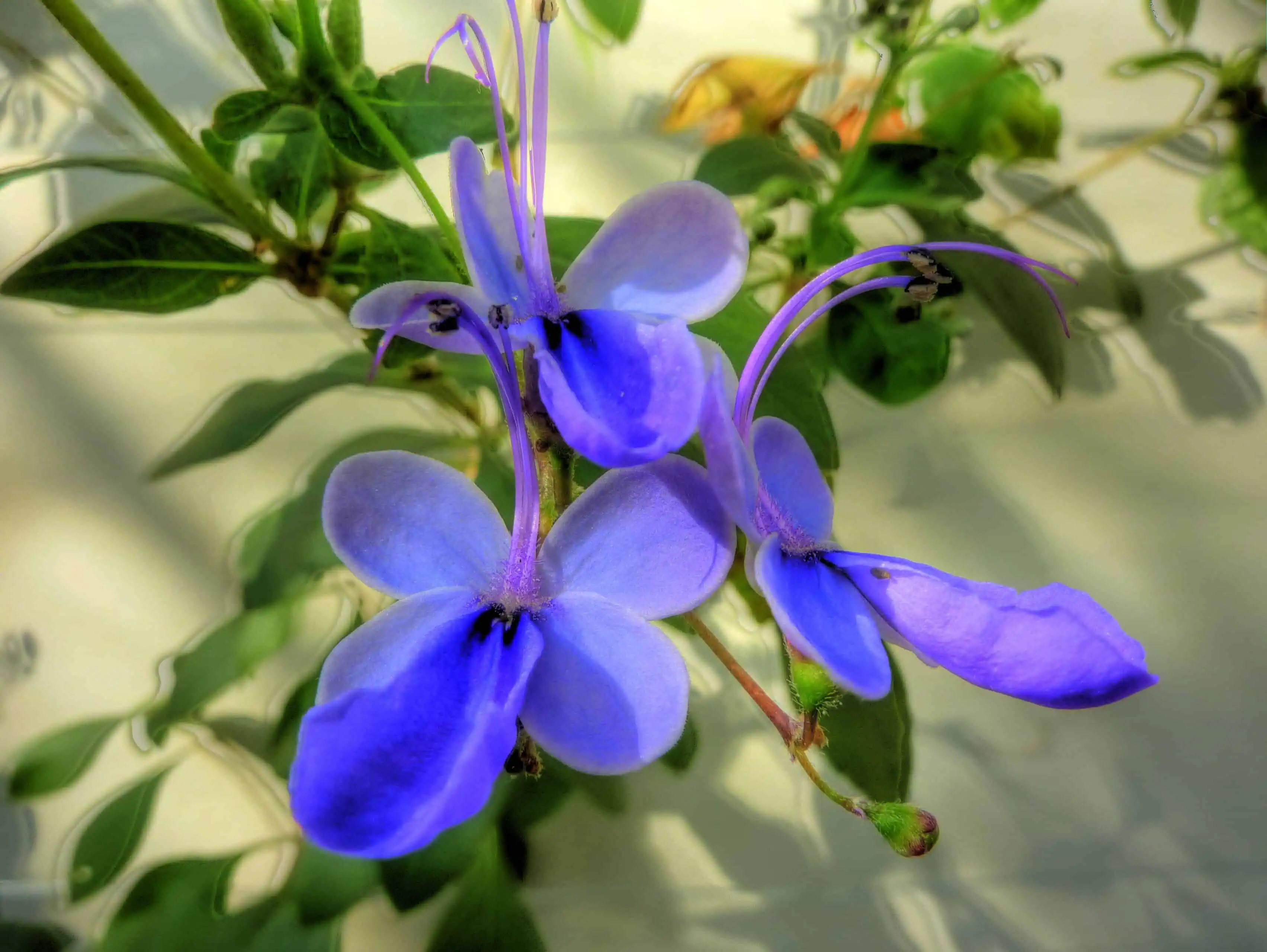 Кустарник Клеродендрум (Clerodendrum ugandense) Кустарник Клеродендрум (Clerodendrum ugandense)