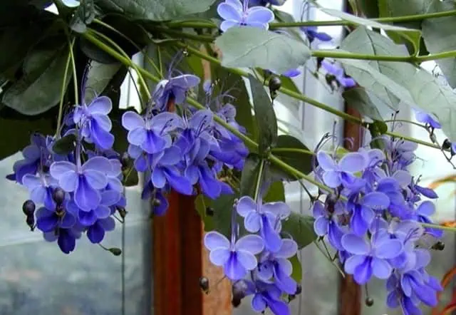 Клеродендрум (Clerodendrum ugandense) Фиолетовые цветы бегонии на садовой теплице, декоративное растение для огорода и сада.