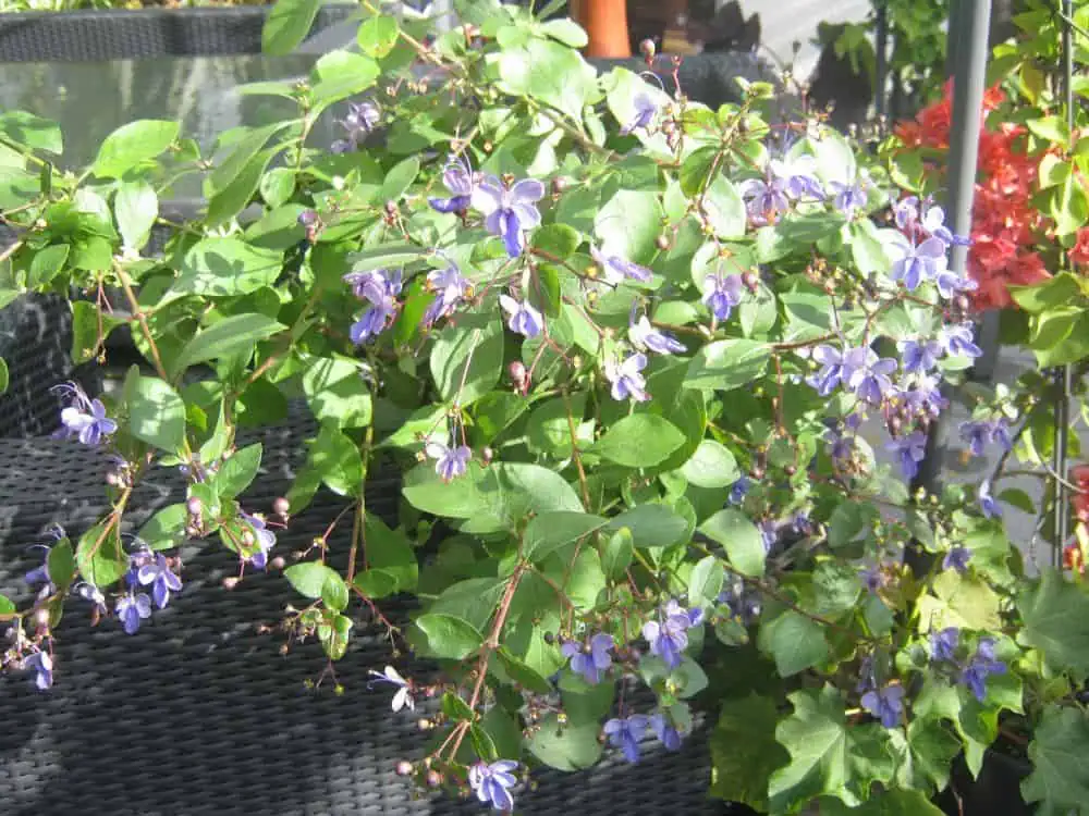 Клеродендрум (Clerodendrum ugandense) Бордюр из синий цветущих растений в саду на даче, летний пейзаж.