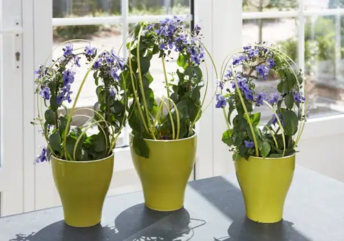 Клеродендрум (Clerodendrum ugandense) Комнатные цветы в зеленых горшках на солнечном окне.