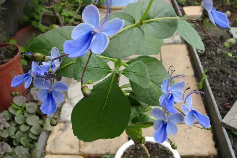 Кустарник Клеродендрум (Clerodendrum ugandense) Кустарник Клеродендрум (Clerodendrum ugandense)