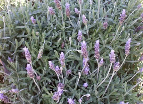 Лаванда (Lavandula dentata)