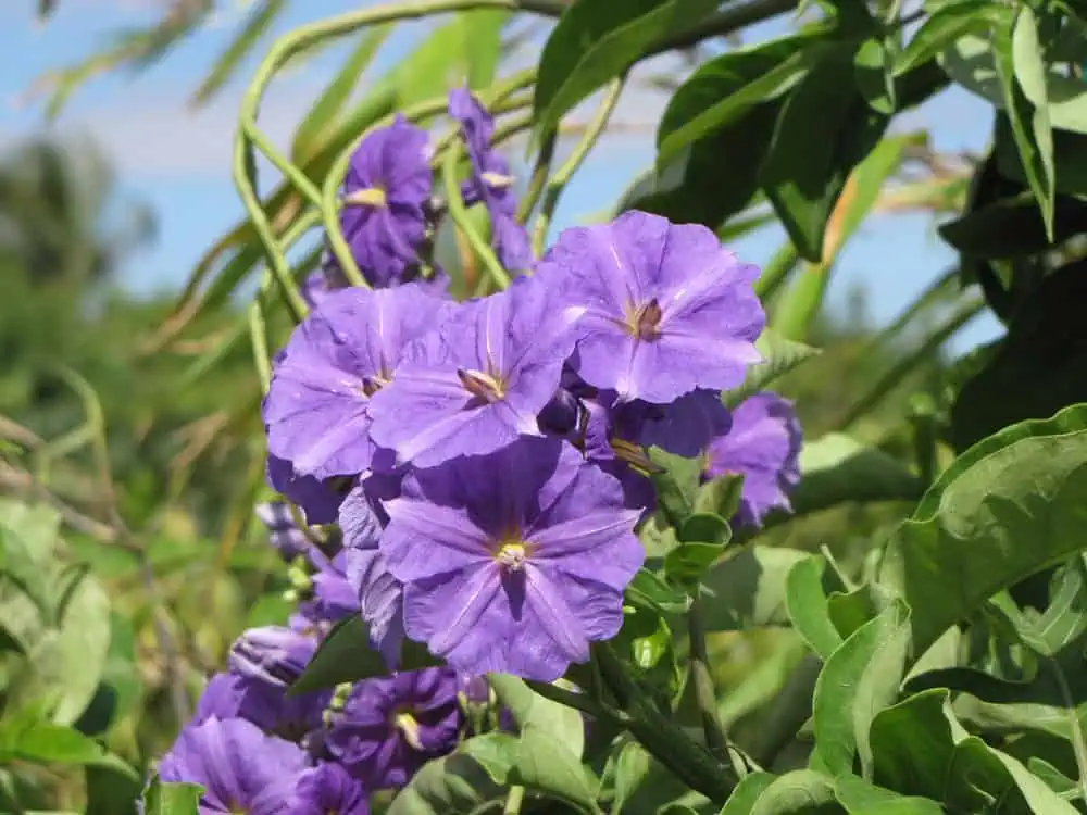 Паслен Вендлэнда (Solamun wendlandii)