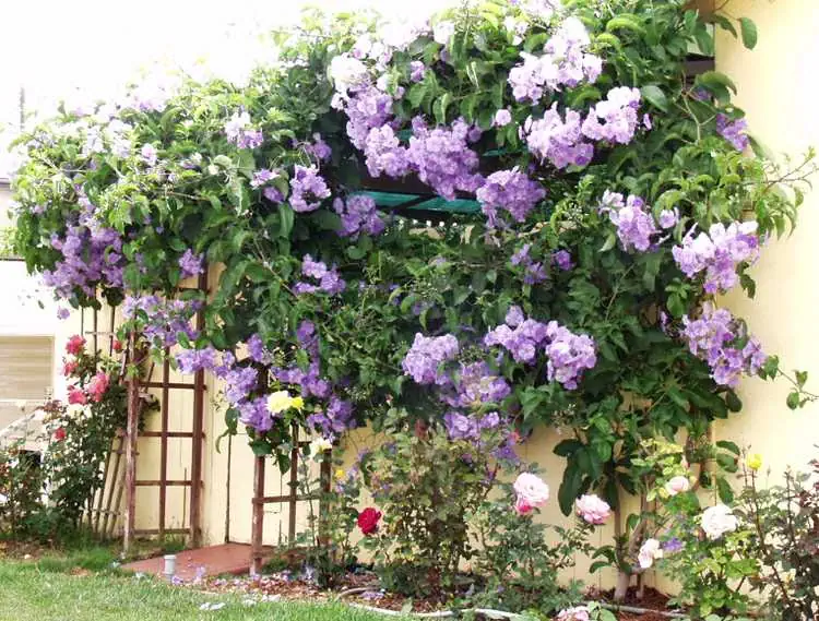 Куст жасмин и петунии на садовом участке, цветущие красиво на фоне стены дома, создание уютной атмосферы для дачного отдыха и сада.