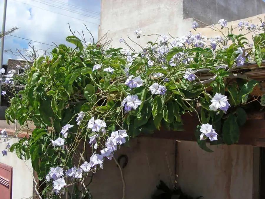 распускающийся плющ с белыми цветами на крыше дачи.