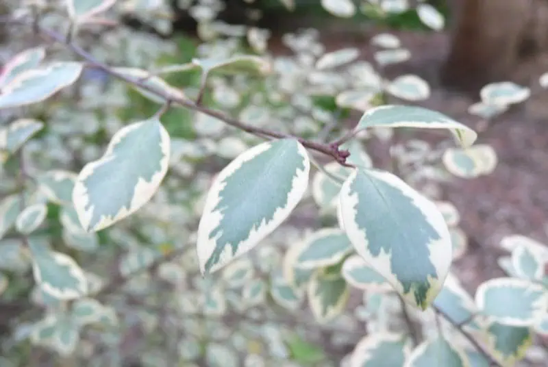 райграсс на садовом участке, декоративные садовые растения для дачи.