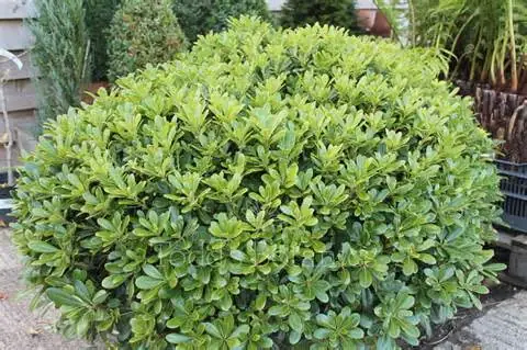 Зеленый кустарник в саду на сайте Дача Сегодня, декоративное растение для украшения дачного участка.