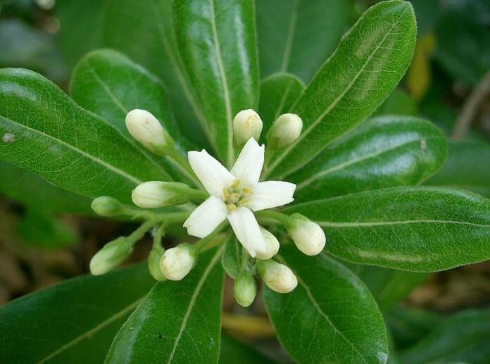Цветок Pittosporum tobira 