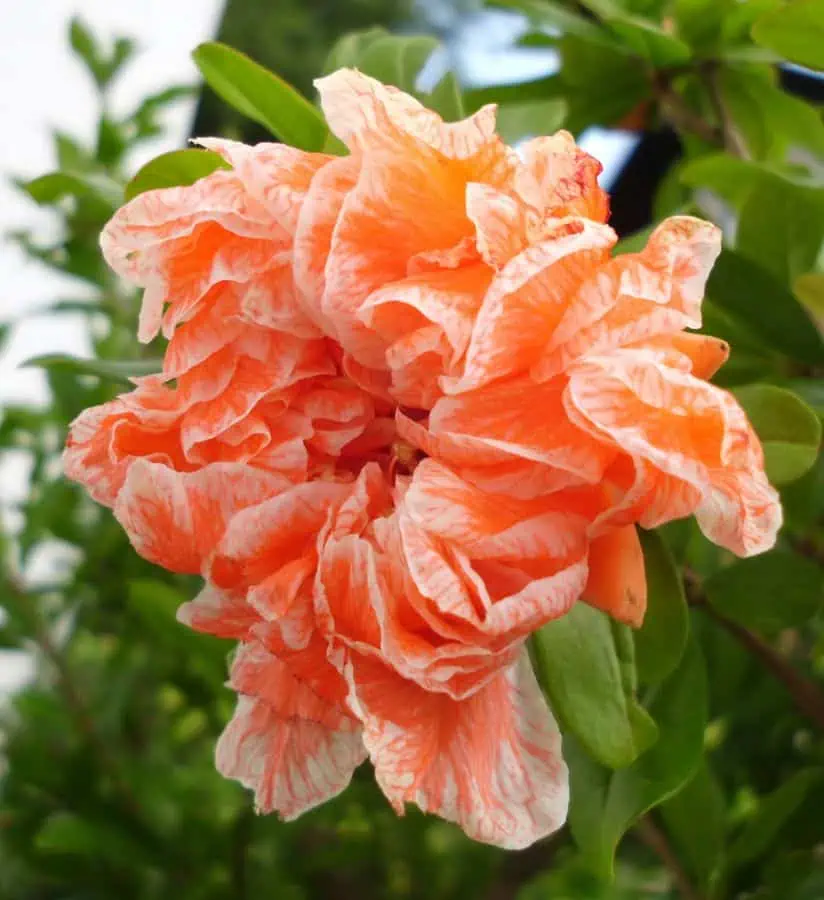 Розовая герань с махровыми цветами на садовой клумбе.