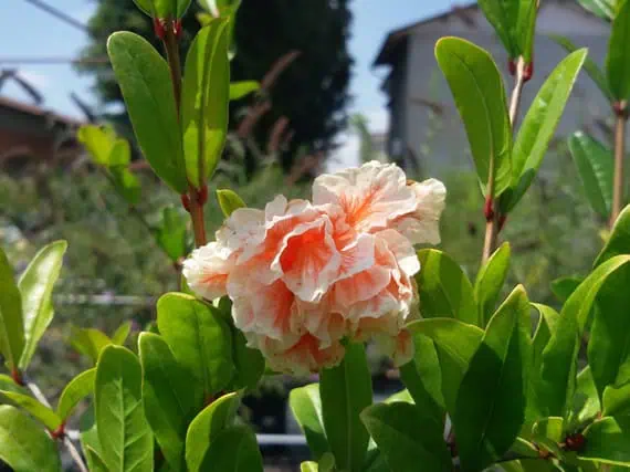 Розовые цветы жасмина на садовом участке.