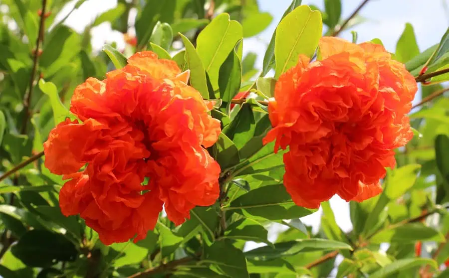 Файл: sadi-ogorod-dacha-today-2023.jpg.