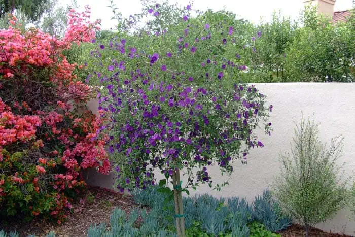 Цветущий сад и огород с яркими розовыми и фиолетовыми растениями на сайте Дача Сегодня.