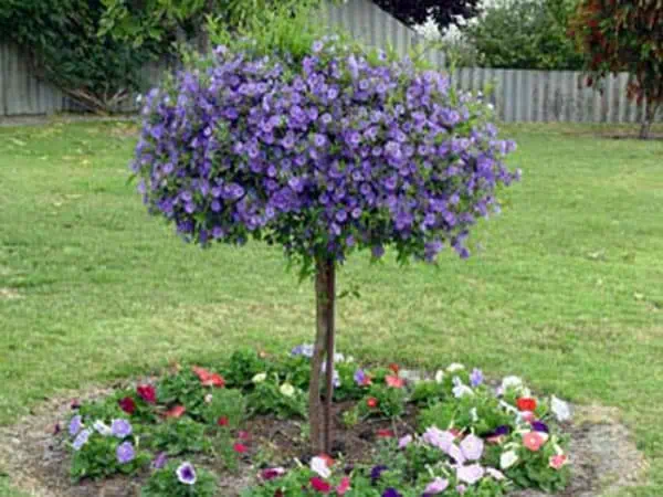 Соланум рантонетти (Lycianthes rantonettii)