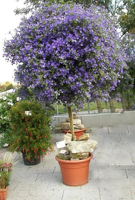 Соланум рантонетти (Lycianthes rantonettii)