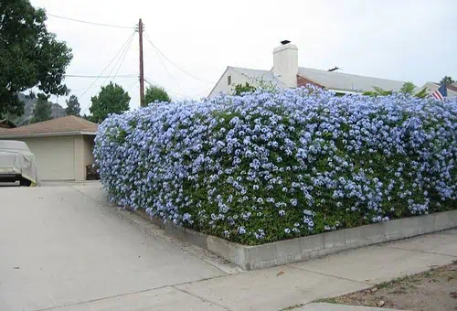 боскет с голубыми цветами глицинии на придомовой территории.