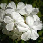 Свинчатка (Plumbago auriculata) «Альба»