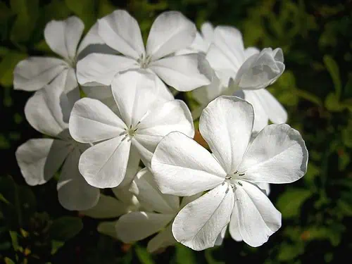 Свинчатка (Plumbago auriculata) "Альба"
