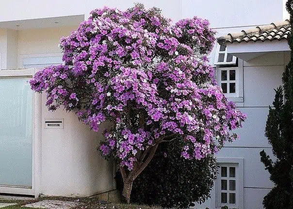 Куст жасмина с яркими фиолетовыми цветками возле жилого дома, уличный сад и огород, декоративное растение на даче, эффектная садовая композиция, летний двор, цветущая декоративная зелень.