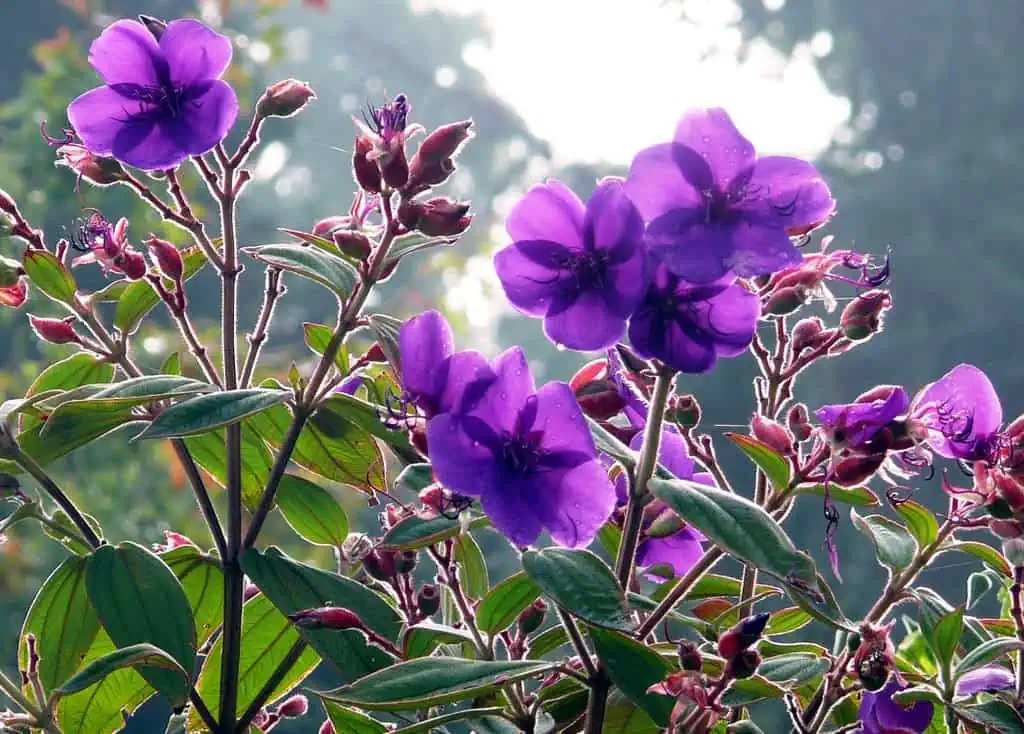 Ясихка ветвистая, виолетовые цветы на садовом участке, растения для огорода, цветущие кустарники в саду, сад и огород на даче, летний сад, декоративные цветы, растения для дачи,хозяйство на участке, цветущая зелень, хобби садоводство.