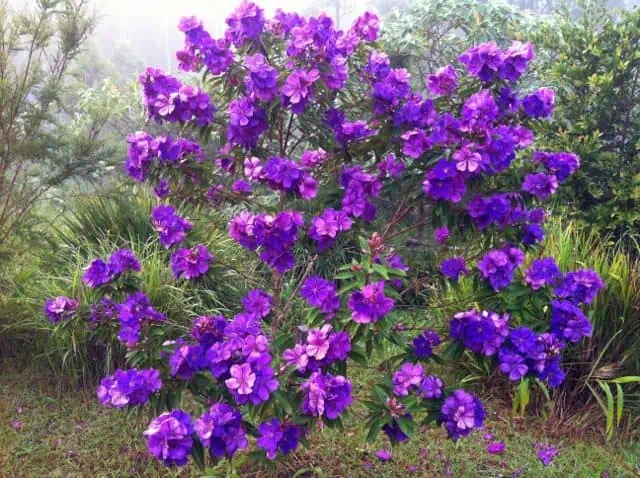 Тибухина Урвиля (Tibouchina urvilleane)