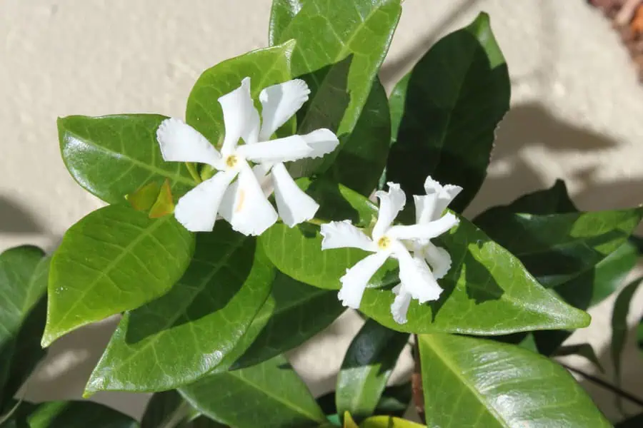 фото жасминовых цветов, зеленые листья, сад и огород, декоративные растения, яркое цветение, натуральная зелень, садовая флора, выращивание в огороде, уход за растениями, красота садового дизайна.