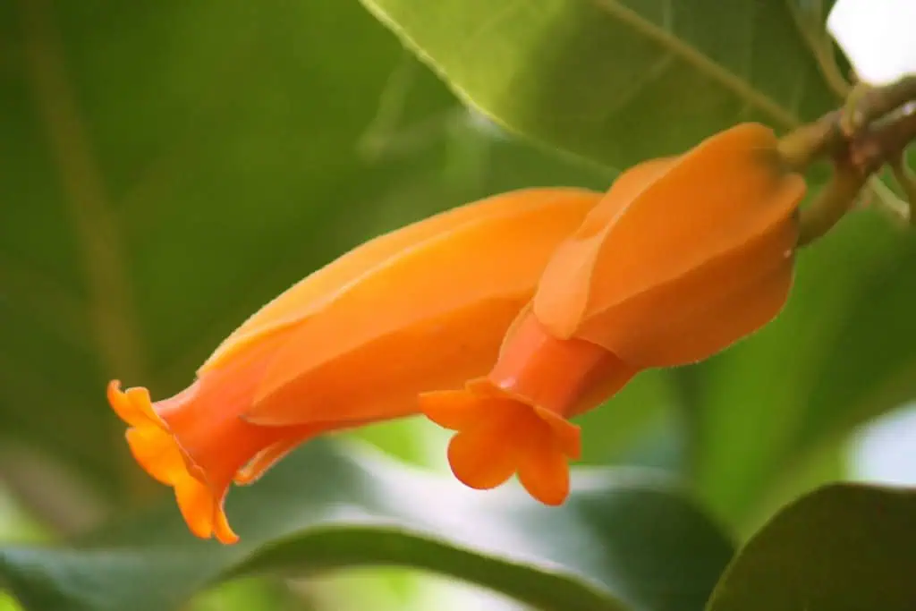 Хуануллоа (Juanulloa Mexicana)