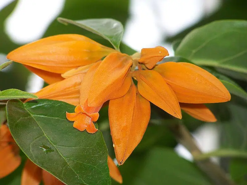 Хуануллоа (Juanulloa Mexicana)