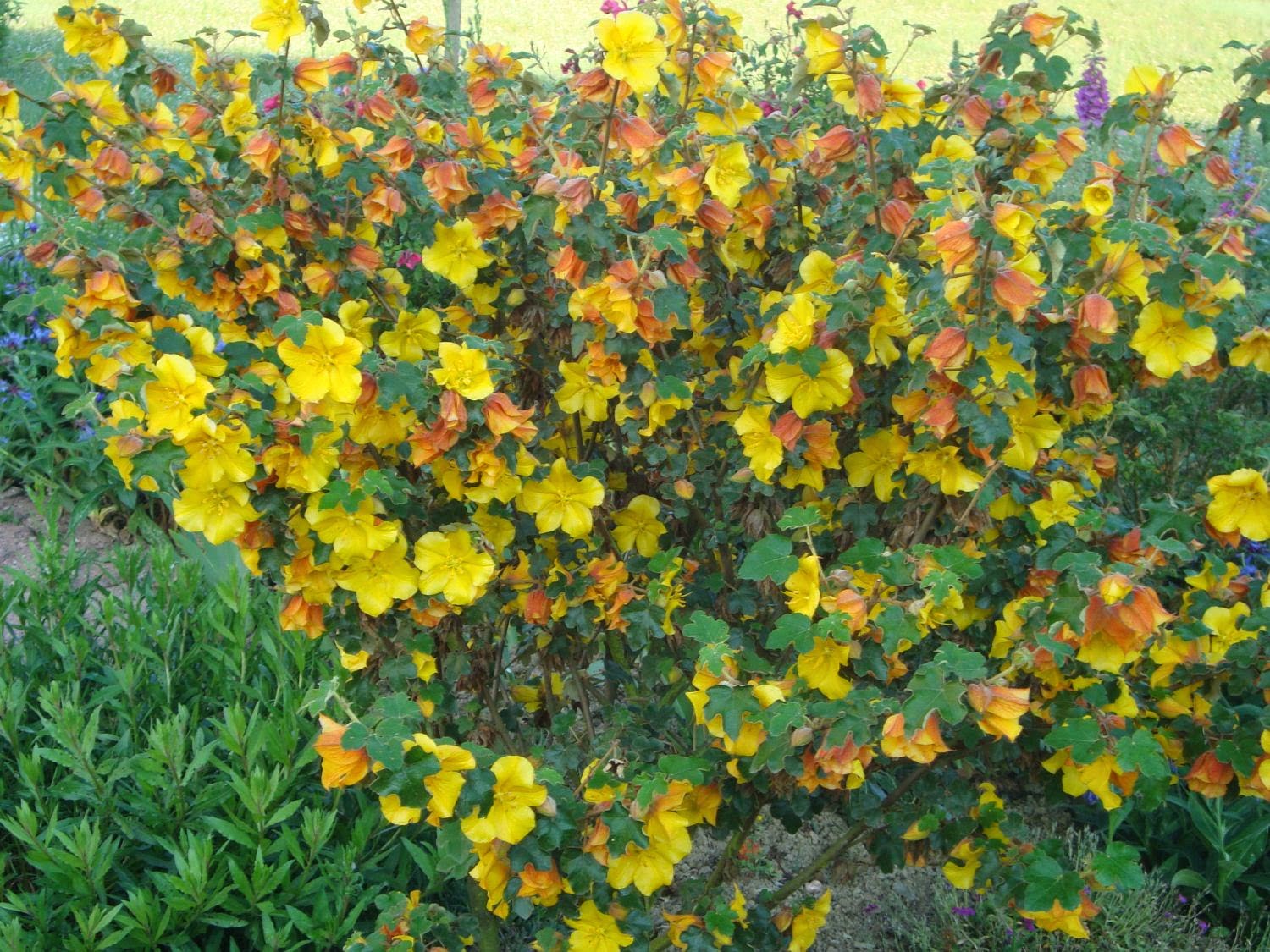 Фремонтодендрон (Fremontodendron californicum) 
