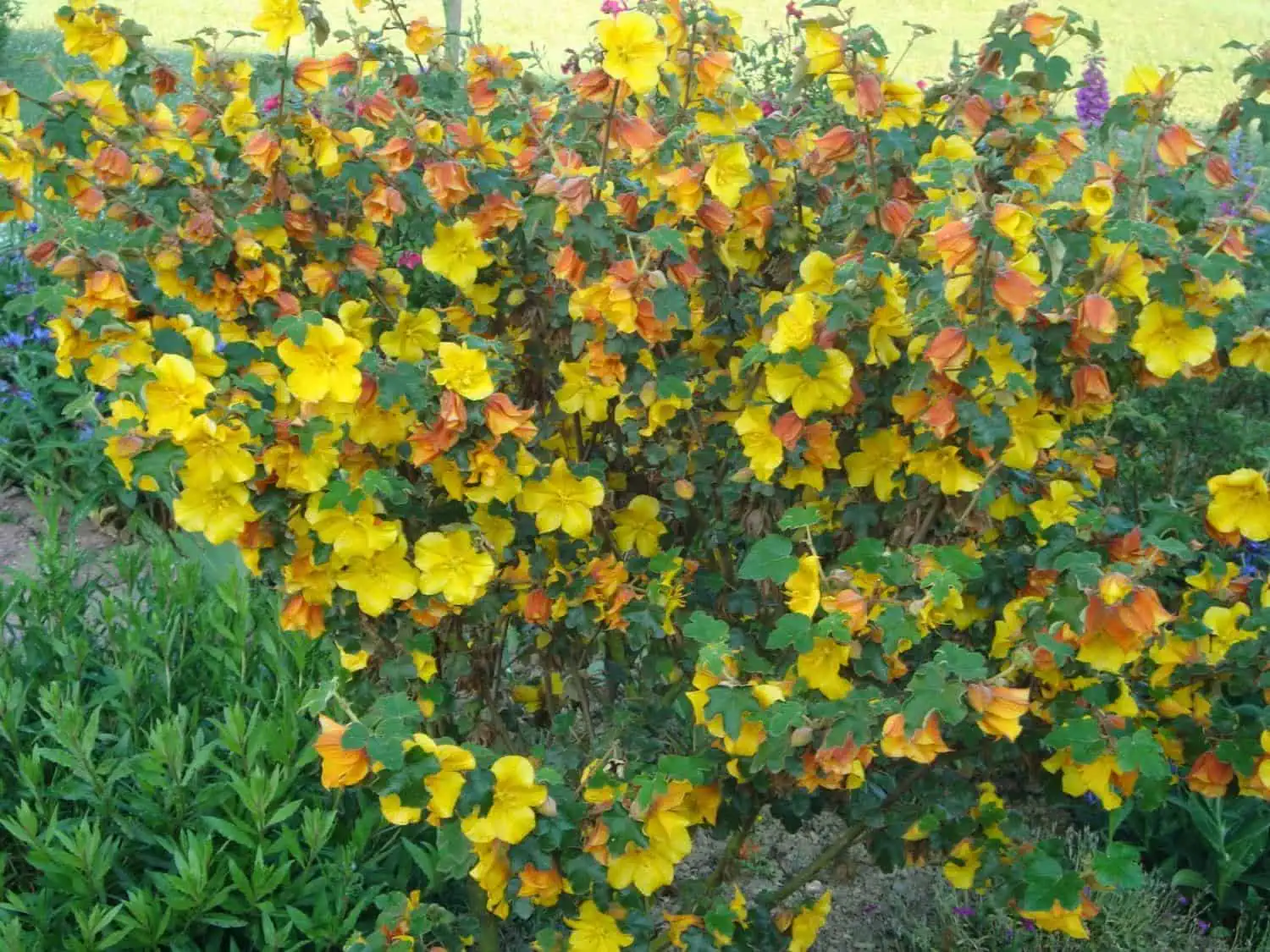 Фремонтодендрон (Fremontodendron californicum) Фремонтодендрон (Fremontodendron californicum)