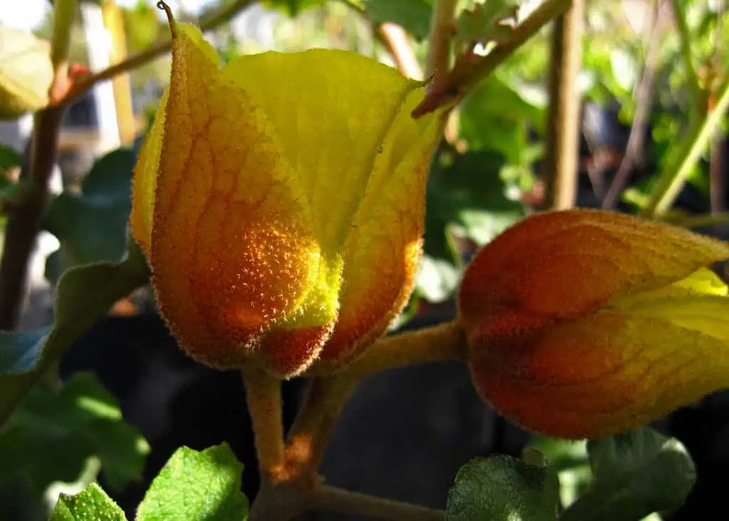 Фремонтодендрон (Fremontodendron californicum) фото новых почек на садовом кусте, крупный план, натуральное освещение.