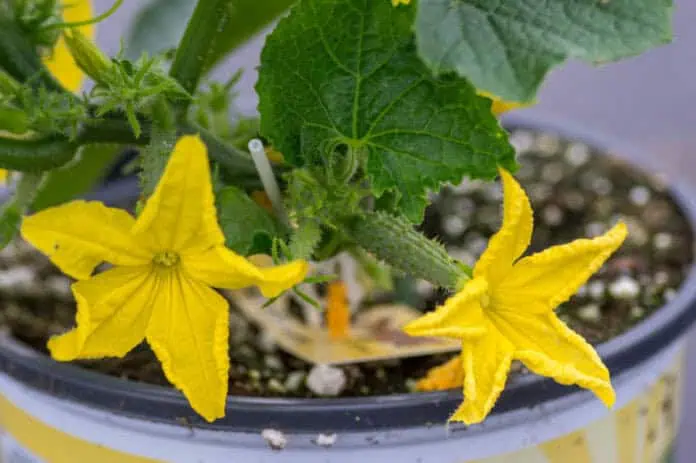 Cabinet-plant-cucumber-fruits-plant_4332.jpg.