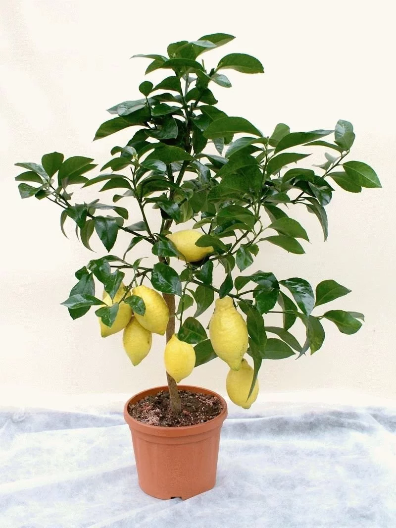 Как ухаживать за лимонами за начинающими. Цитрус лимон дерево. Цитрус (комнатное растение) лимон Лунарио. Lemon Tree (лимонное дерево). Цитрофортунелла бонсай.