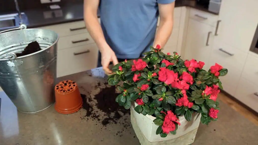 Азалия: уход в домашних условиях