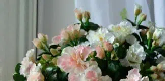 Шикарный букет гвоздик в корзине, уютная домашняя композиция, цветы для сада и огорода, оформление интерьера для дачи.