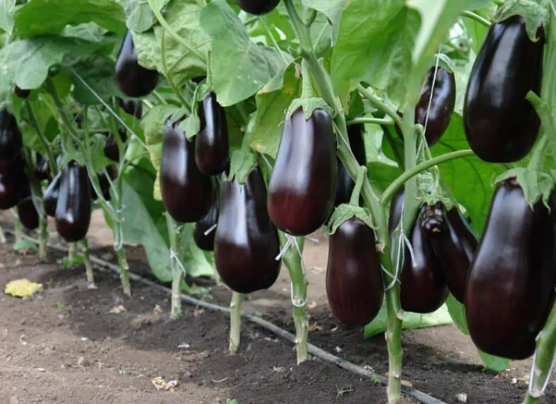 Файл: degustatsiya-bodzhara-v-sadu.jpg.