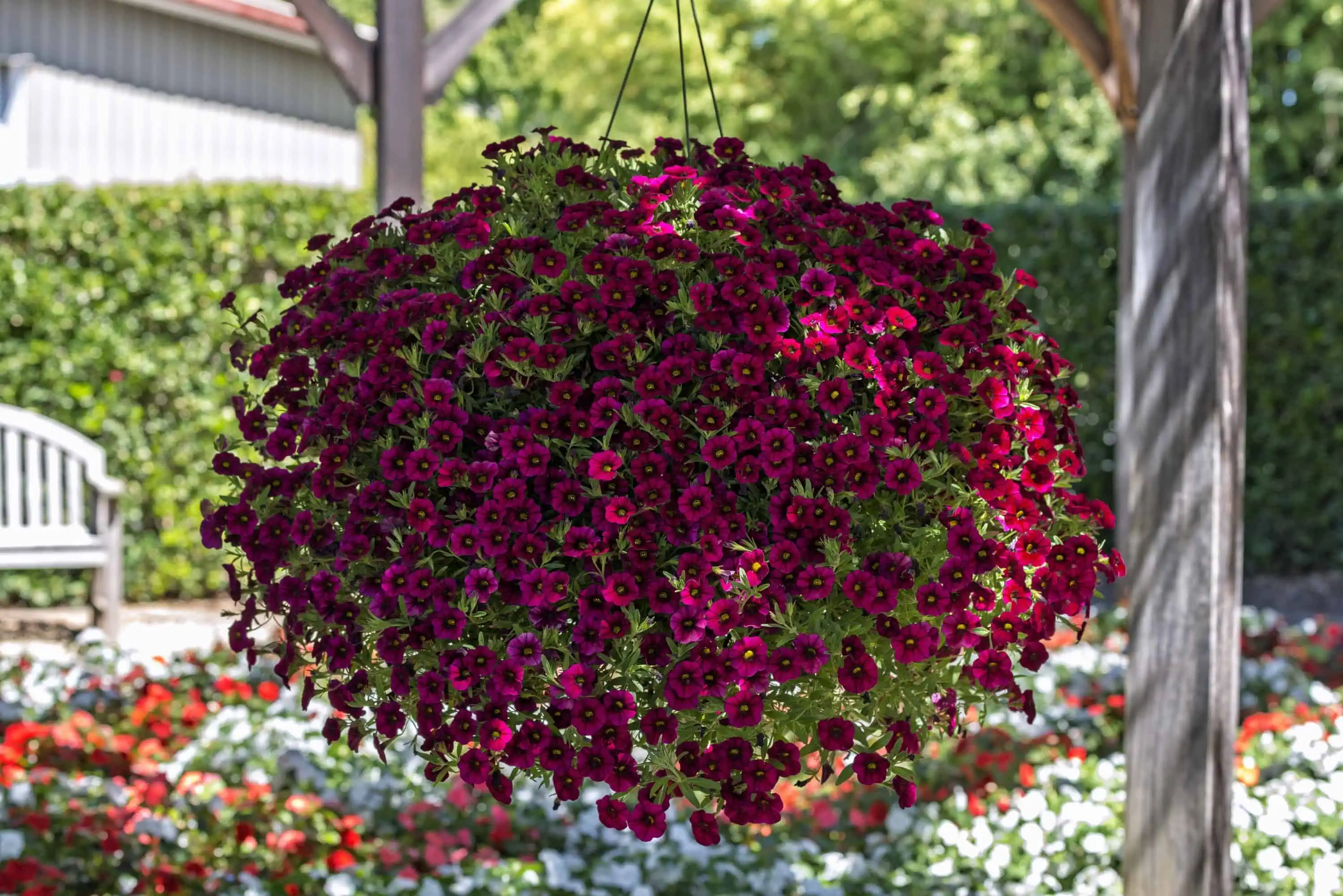 Яркая висячая петуния в саду, украшение для дачи, цветы на заднем плане, зелень и скамейка, благоустроенный участок.