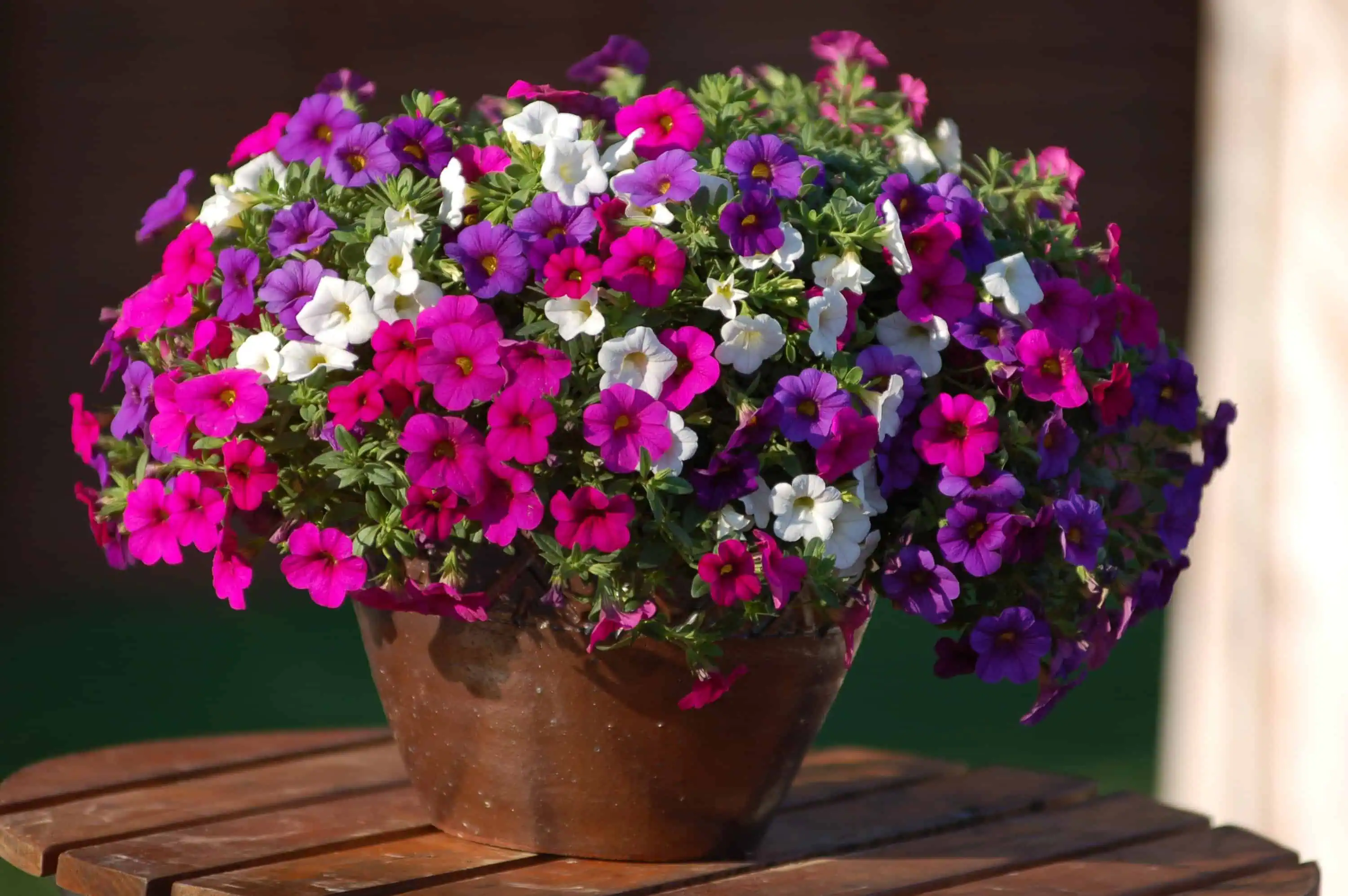 Яркая корзина с петуниями различных цветов на деревянном столе, украшение для сада и огорода, популярные декоративные растения для улицы и балконов.
