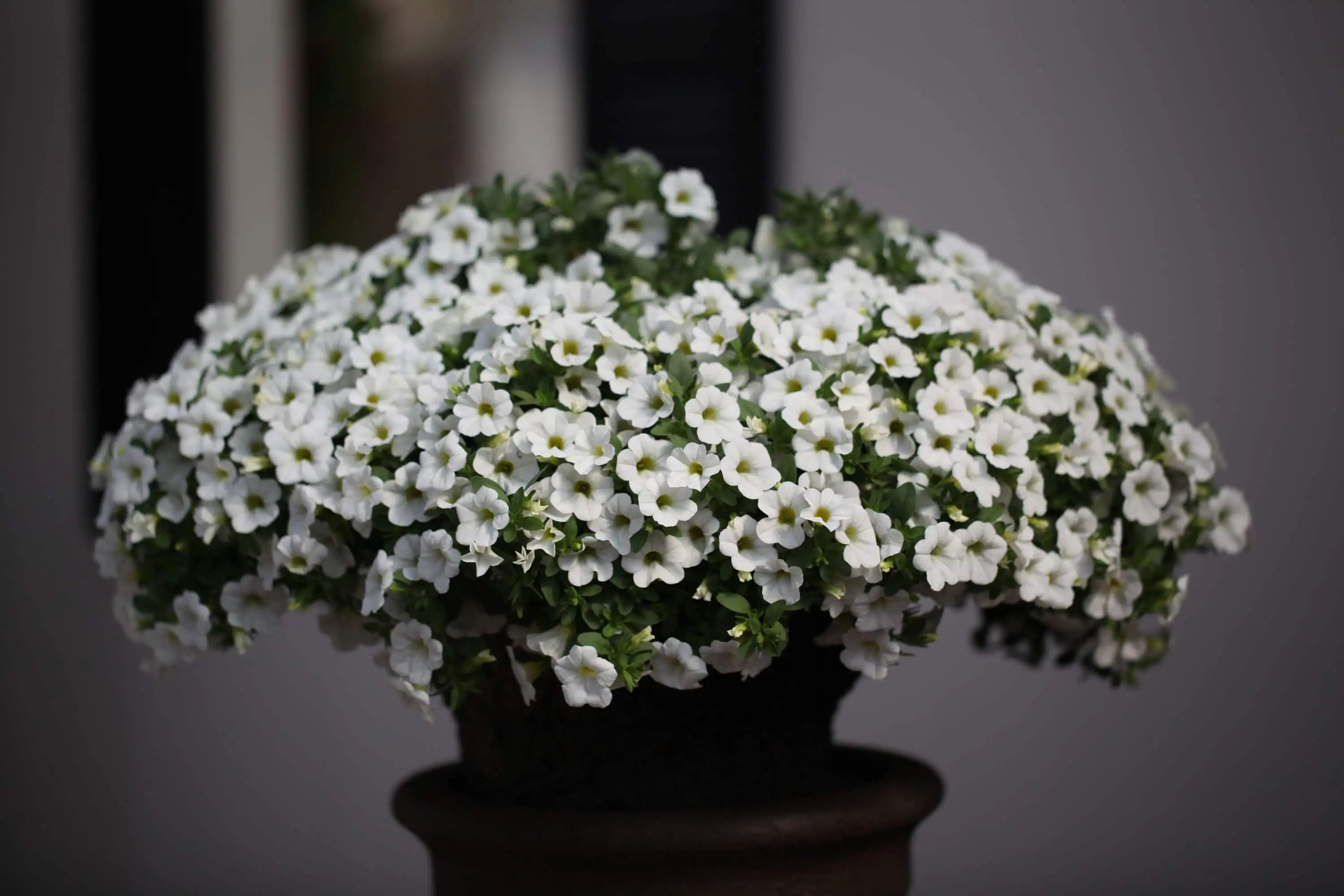 Роскошный букет белых петуний в черном кашпо, сад и огород, летний цветник, декоративное растение, свежие цветы для сада, украшение дачного участка, зеленый уголок.