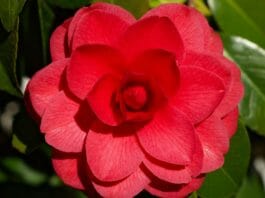 Миддлемист красный - редкий цветок