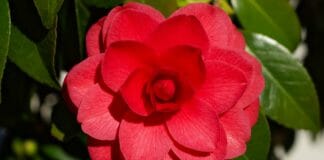 Миддлемист красный - редкий цветок