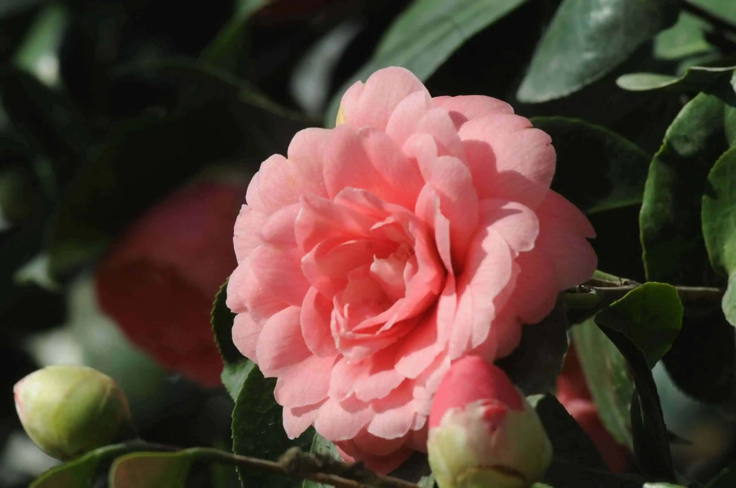 Миддлемист красный - редкий цветок