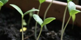 Способы выращивания рассады огурцов с высокой приживаемостью на грядках
