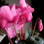 Цикламен: уход в домашних условиях, полив, пересадка и размножение, виды