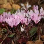 Цикламен: уход в домашних условиях, полив, пересадка и размножение, виды